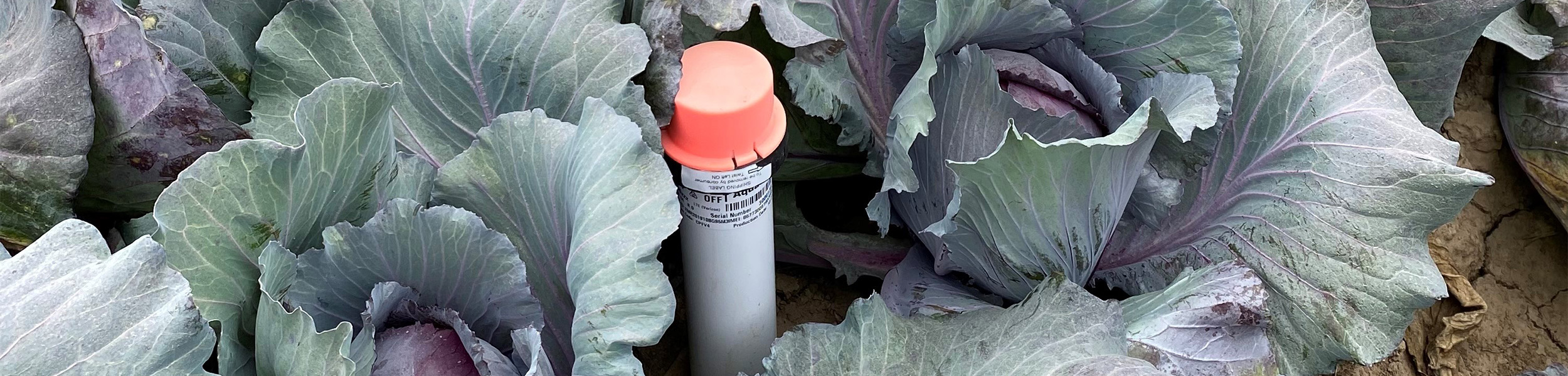 How to Take the Guesswork Out of Vegetable Crop Irrigation