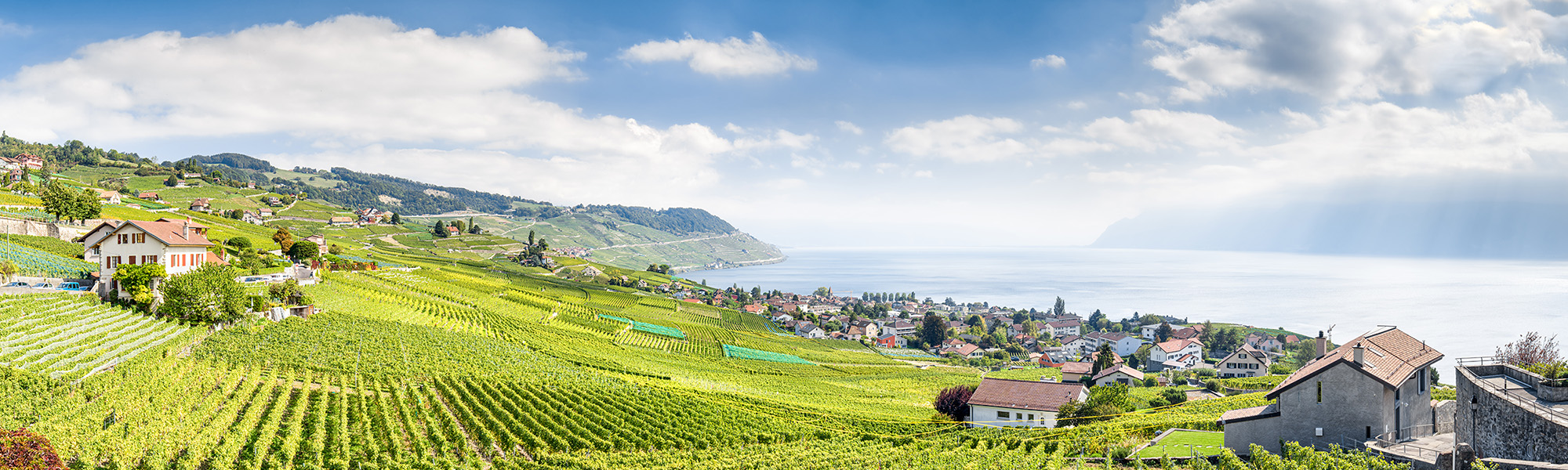 Swiss “IrriSalgesch” project demonstrates water savings potential of AQUA4D® technology in irrigating vineyards
