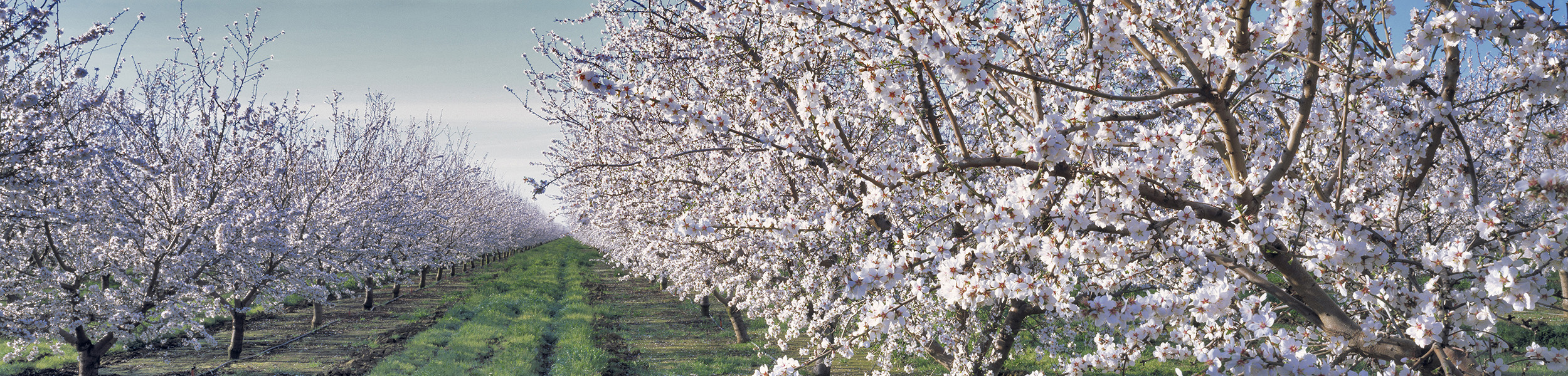 Irrigation timing, amount still important for almond crops in 2023