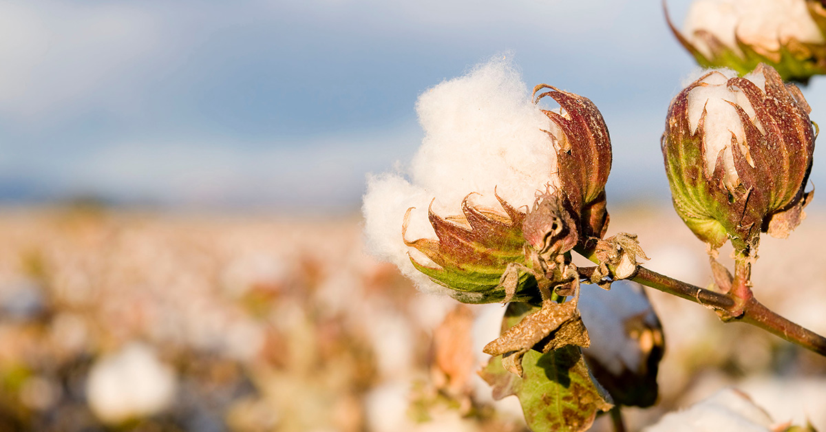 Cotton growers increase profitability by monitoring soil moisture and salinity