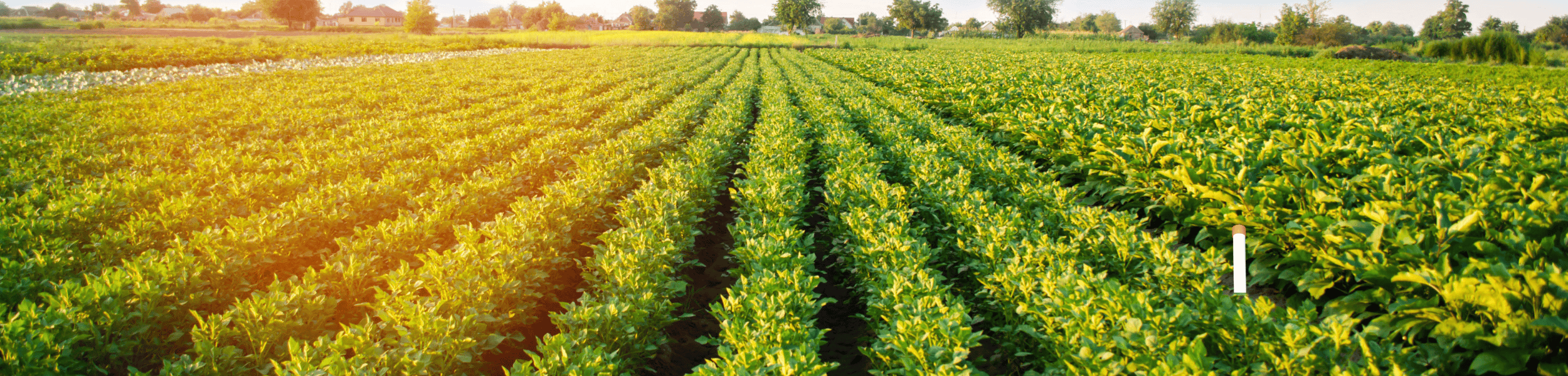 How Real-Time Nutrient Monitoring Can Improve Potato Yield, Quality, and Profitability