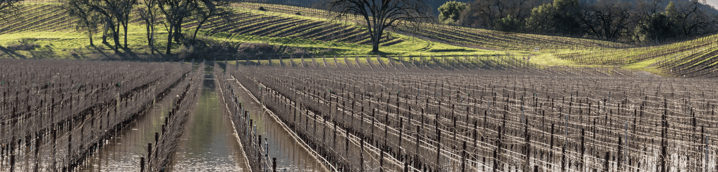 Soil Leaching vs. Nitrate Leaching — and Where ORP Changes the Conversation