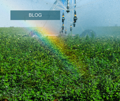 Potato Irr Card 9 - Blog