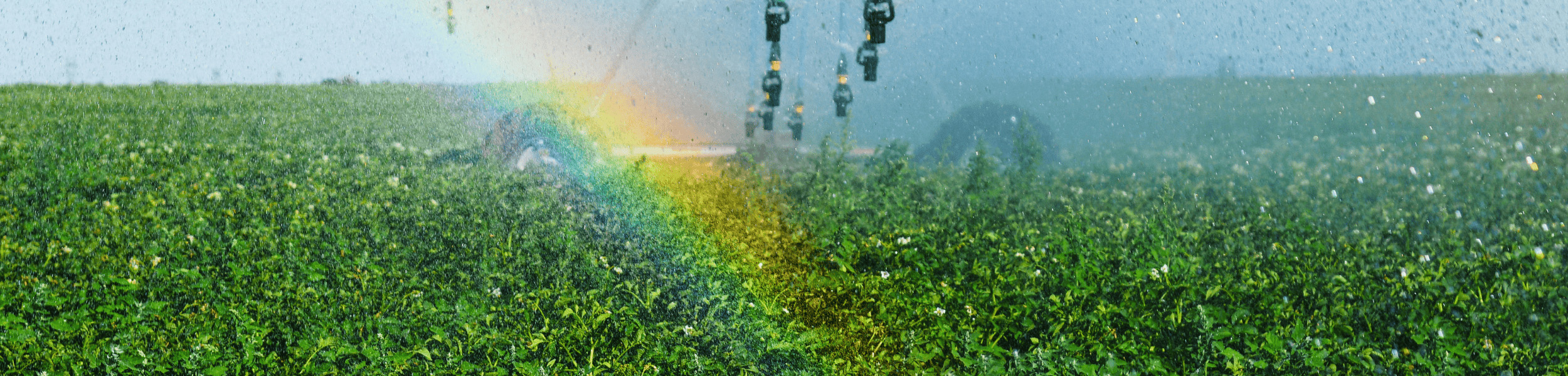 When Irrigation Gets Smarter: What High-Efficiency Nozzles Mean for Potato Nutrient Management