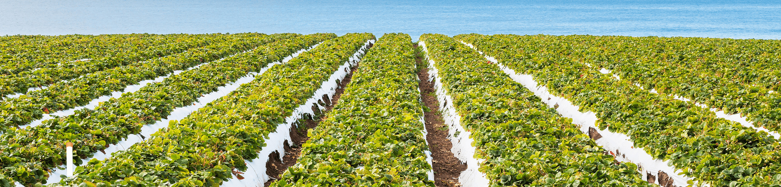ORP Dynamics in Strawberries Grown Under Plastic Sheeting