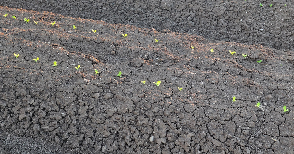 Soil Salinity in Agriculture: How to Measure, Manage, and Prevent Yield Loss with Real-Time Data