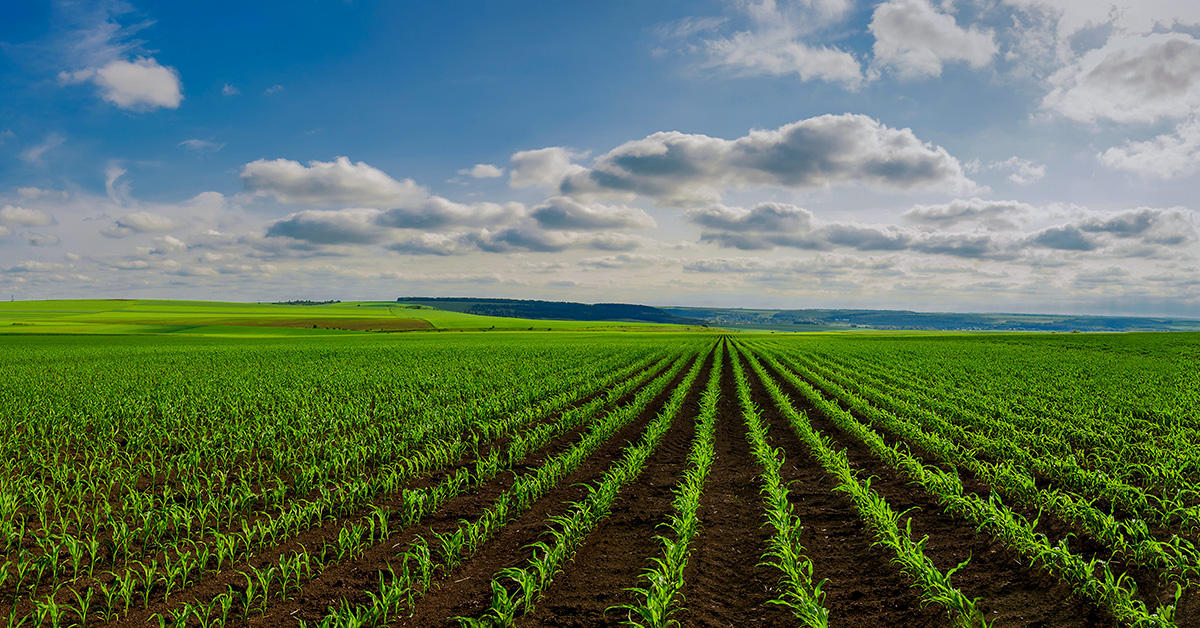 When 70% of Growers Can’t Afford Fertilizer, Efficiency Becomes the Advantage