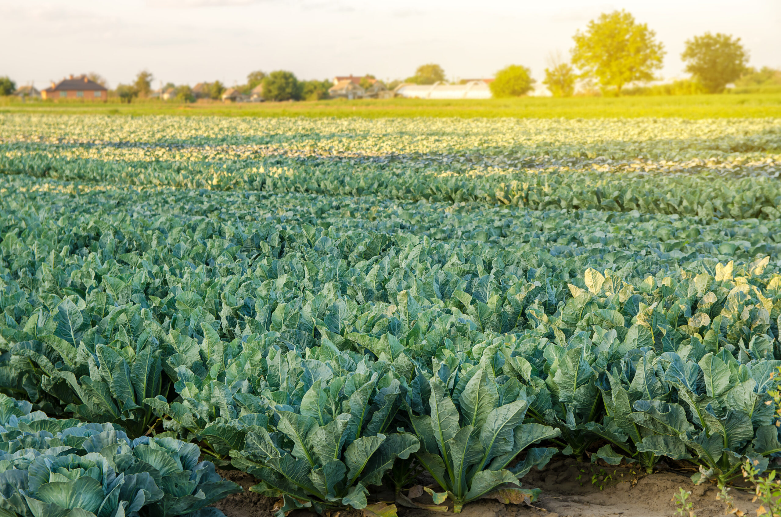 Demonstrating Proactive Nitrogen Stewardship in California Vegetable Crops